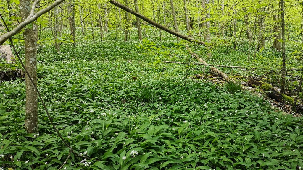 Wildkräuter Naturführung