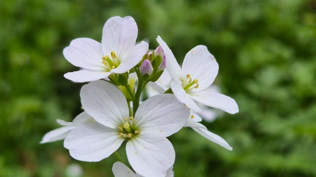 Wiesenschaumkraut Kräuterwanderung